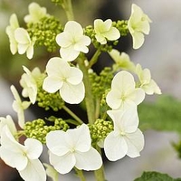 Hydrangea querc. Plant - Snow Queen®