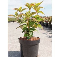 Hydrangea serrata Plant - Avelroz®