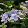 Hydrangea serrata Plant - Bluebird
