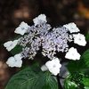 Hydrangea serrata Plant - Intermedia (Acuminata)