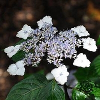 Hydrangea serrata Plant - Intermedia (Acuminata)