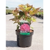 Hydrangea serrata Plant - Preziosa