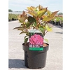 Hydrangea serrata Plant - Preziosa