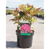 Hydrangea serrata Plant - Preziosa