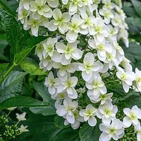 Hydrangea Snowflake