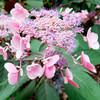 Hydrangea Vietnamese Plant - aspera Hot Chocolate