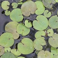 Hydrocharis morsus ranae Plants