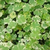 Hydrocotyle sibthorpioides variegata Plant