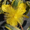 Hypericum calycinum Plant - Carnival