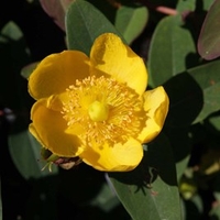 Hypericum dummeri Plant - Peter Dummer