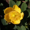 Hypericum dummeri Plant - Peter Dummer