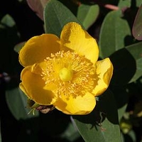 Hypericum dummeri Plant - Peter Dummer