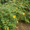 Hypericum Hidcote