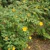 Hypericum Hidcote 3 Litre Pot x 1