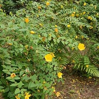 Hypericum Hidcote 3 Litre Pot x 1