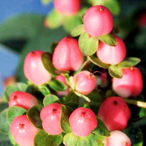 Hypericum inodorum Plant - Magical Grace