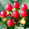 Hypericum inodorum Plant - Magical Red Flame