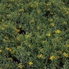 Hypericum kalmianum Plant - Blue Velvet