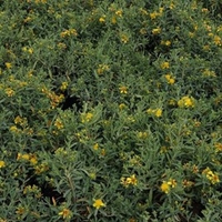 Hypericum kalmianum Plant - Blue Velvet