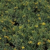 Hypericum kalmianum Plant - Blue Velvet
