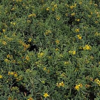 Hypericum kalmianum Plant - Blue Velvet