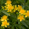 Hypericum kalmianum Plant - Sunny Boulevard