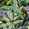 Hypericum moserianum Plant - Tricolor