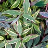 Hypericum moserianum Plant - Tricolor