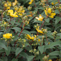 Hypericum Plant - Hidcote