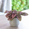 Hypoestes phyllostachya (Polka Dot Plant) Pink
