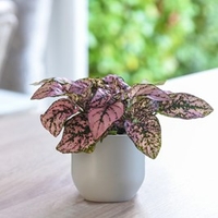 Hypoestes phyllostachya (Polka Dot Plant) Pink