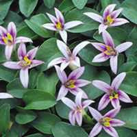 Hypsela Plant - Reniformis