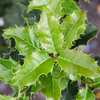 Ilex aquifolium Bare Roots - 40-60cm