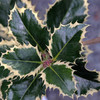 Ilex Aquifolium Plant - Argentea Marginata