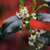 Ilex Aquifolium Plant - JC van Tol