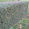 Ilex aquifolium Potted Plants