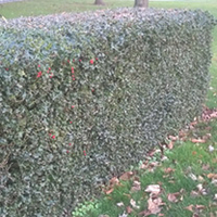 Ilex aquifolium Potted Plants