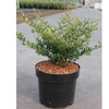 Ilex crenata Plant - Stokes