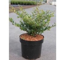 Ilex crenata Plant - Stokes