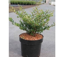 Ilex crenata Plant - Stokes