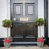 Ilex (Holly) Green Alaska Standard