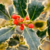 Ilex Plant - Argentea Marginata