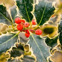 Ilex Plant - Argentea Marginata