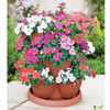 Impatiens Flower Planter & Plants - SPECIAL OFFER