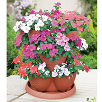 Impatiens Flower Planter & Plants - SPECIAL OFFER