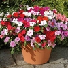 Impatiens Flower Plants - F1 Dezire Mixed