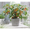 Impatiens Plant - Cockatoo