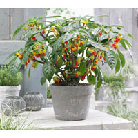 Impatiens Plant - Cockatoo