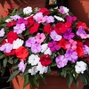 Impatiens Plant - Divine Mix