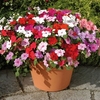 Impatiens Plants - Dezire Mixed